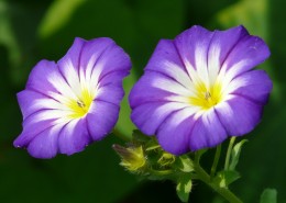 颜色各异的牵牛花图片