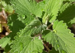 绿色的薄荷叶图片