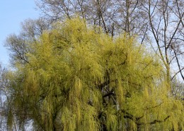 美丽的柳树图片