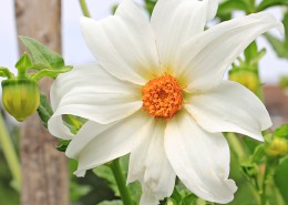 美丽的兰花图片