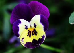 三色堇花图片大全