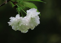初放盛开的樱花图片