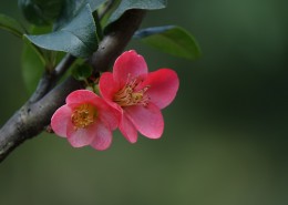 玫红色的海棠花图片