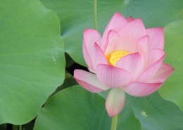 粉红的荷花图片大全