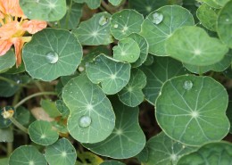 碧绿的荷叶图片大全