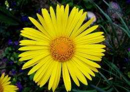 黄灿灿的菊花图片大全