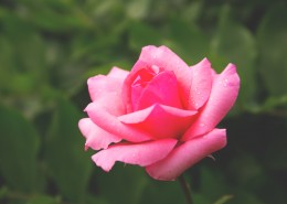 粉红的玫瑰花图片大全