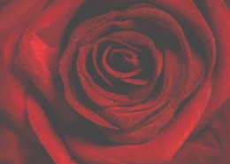 鲜红的玫瑰花图片大全