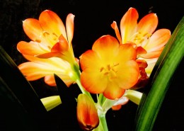 清丽脱俗的君子兰花图片