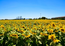 美丽的向日葵花田图片大全