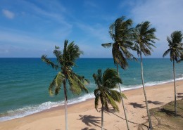 挺拔的的椰树图片