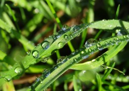 青草上面的露水图片