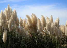 漂亮的芦苇丛图片大全