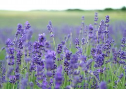 美丽的薰衣草图片