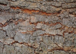 形态各异的树皮图片