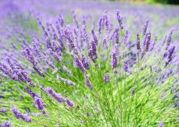 美丽的薰衣草图片