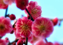 春季唯美桃花图片