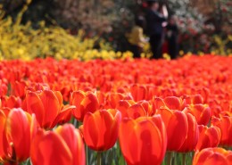 怒放的郁金香图片