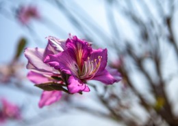 好看的紫荆花图片