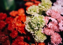 特写镜头下的鲜花和植物的图片大全