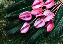 异国情调的鲜花和绿色植物图片