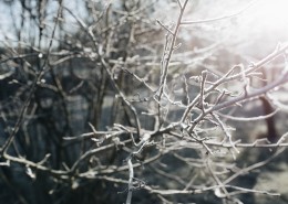 冰雪覆盖的植物图片