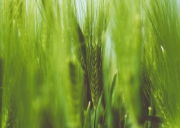 绿色的小麦图片