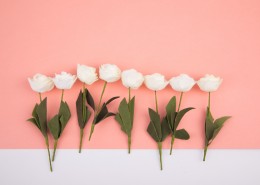 白色的月季花图片