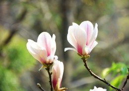 盛开的玉兰花图片