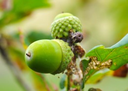绿色的橡果图片