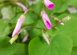 路边的野花图片