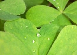 挂着水珠的绿叶图片