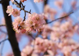 春季盛开的桃花图片