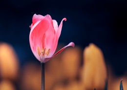 唯美好看的郁金香图片大全