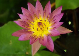 美艳不可亵玩的荷花图片大全