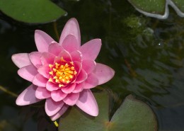 美丽的荷花花朵图片