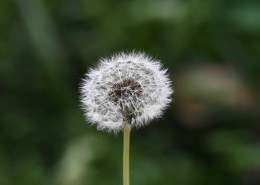 好看的蒲公英图片