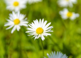 绽放的雏菊图片