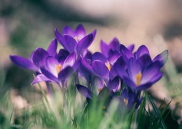 美丽的番红花图片