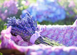 薰衣草花束图片