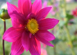 盛开的紫色大丽花图片