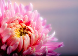 色彩艳丽的菊花图片大全