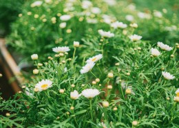 清新的绿植盆栽图片