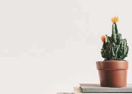 绿油油的仙人掌盆栽图片