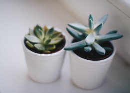 肥厚多汁的多肉盆栽图片