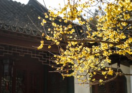 黄色和粉色腊梅花图片大全