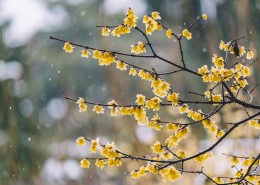 好看的腊梅图片