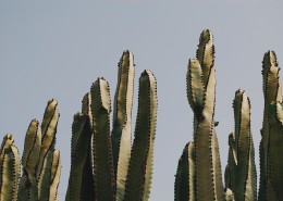 仙人掌高清图片