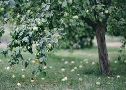 花园里的花花草草图片