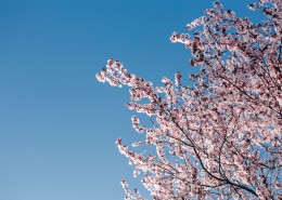 美丽的樱花图片